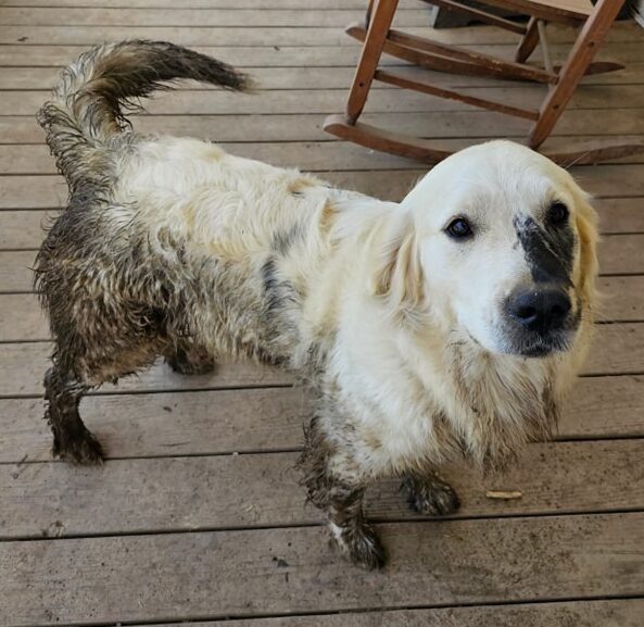 The Importance of Grooming for Golden Retrievers: Tips for Coat Care and Maintenance