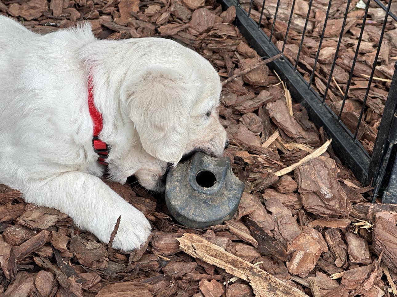 Choosing the Right Toys for Your Puppy: Fun and Enriching Options