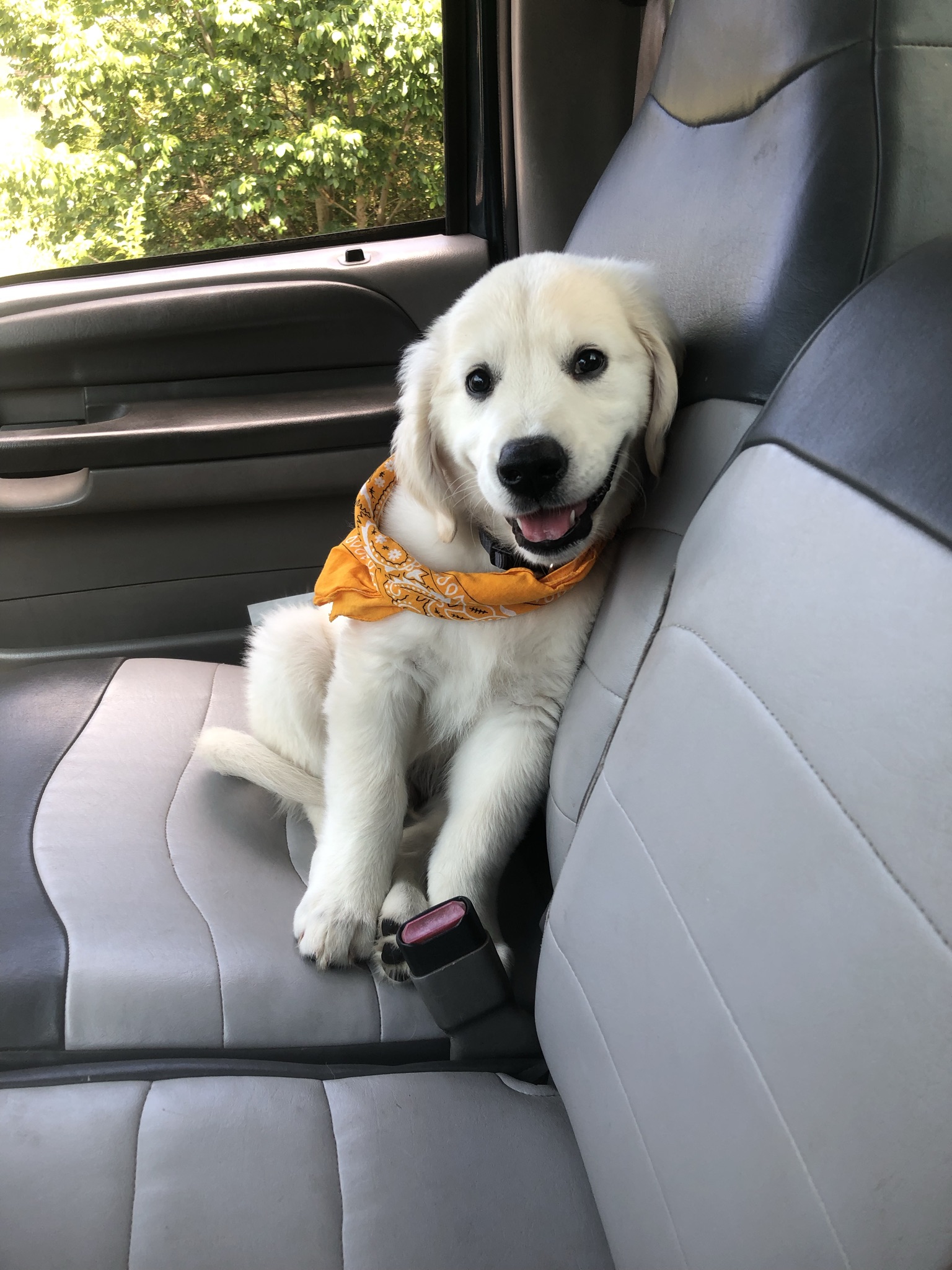 Traveling with Your Puppy: Tips for Safe and Stress-Free Adventures