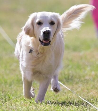 The Role of Exercise in a Golden Retriever’s Life: Keeping Them Active and Fit