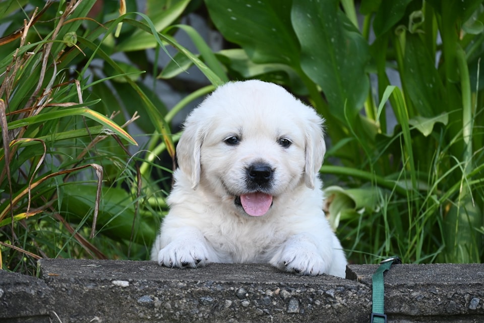 5 Week Pupdate Pics