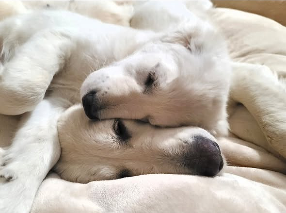 Double Trouble